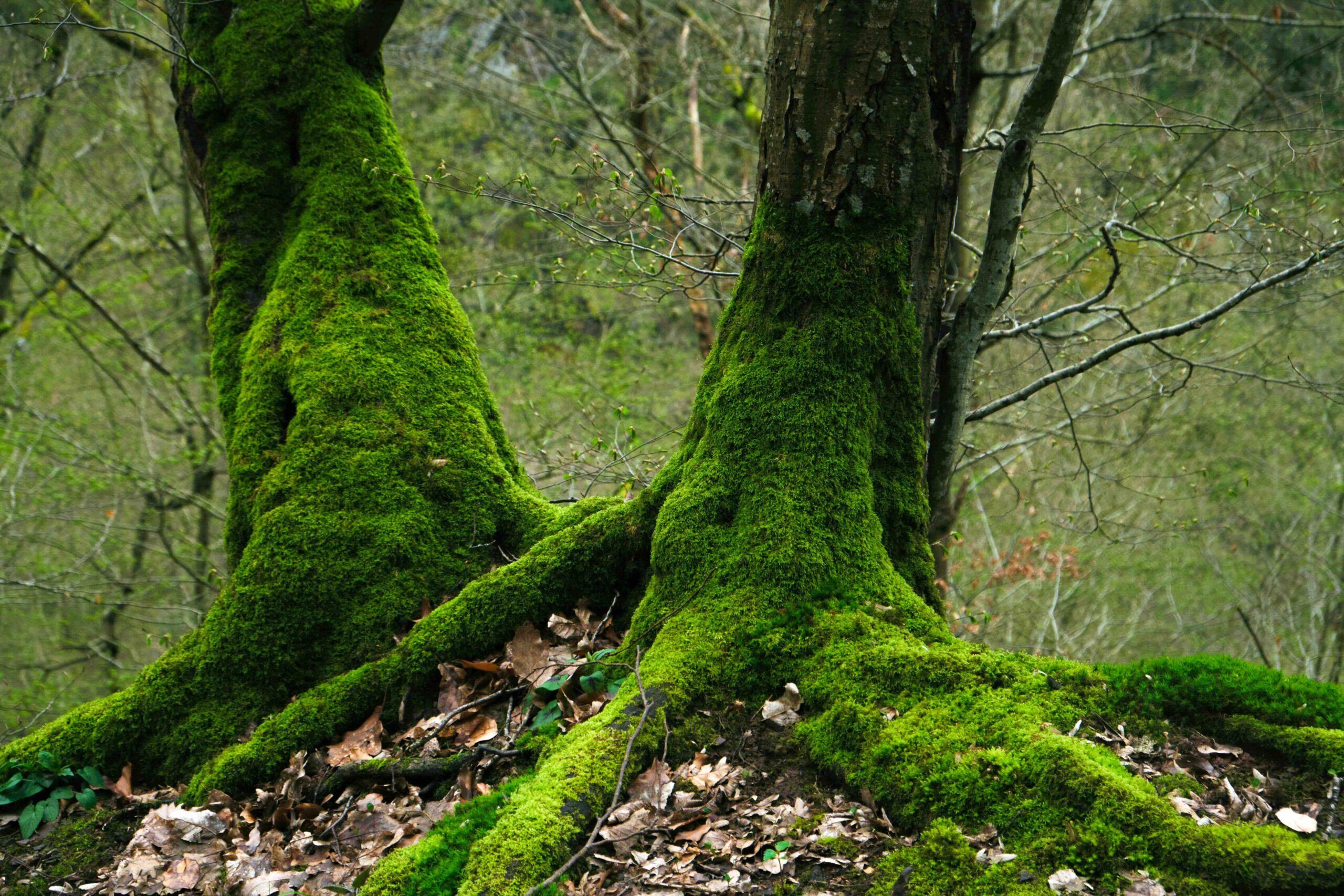 Two moss-covered trees in a serene forest setting.