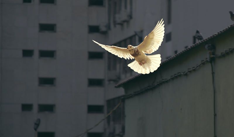 a white dove with wings spread flying