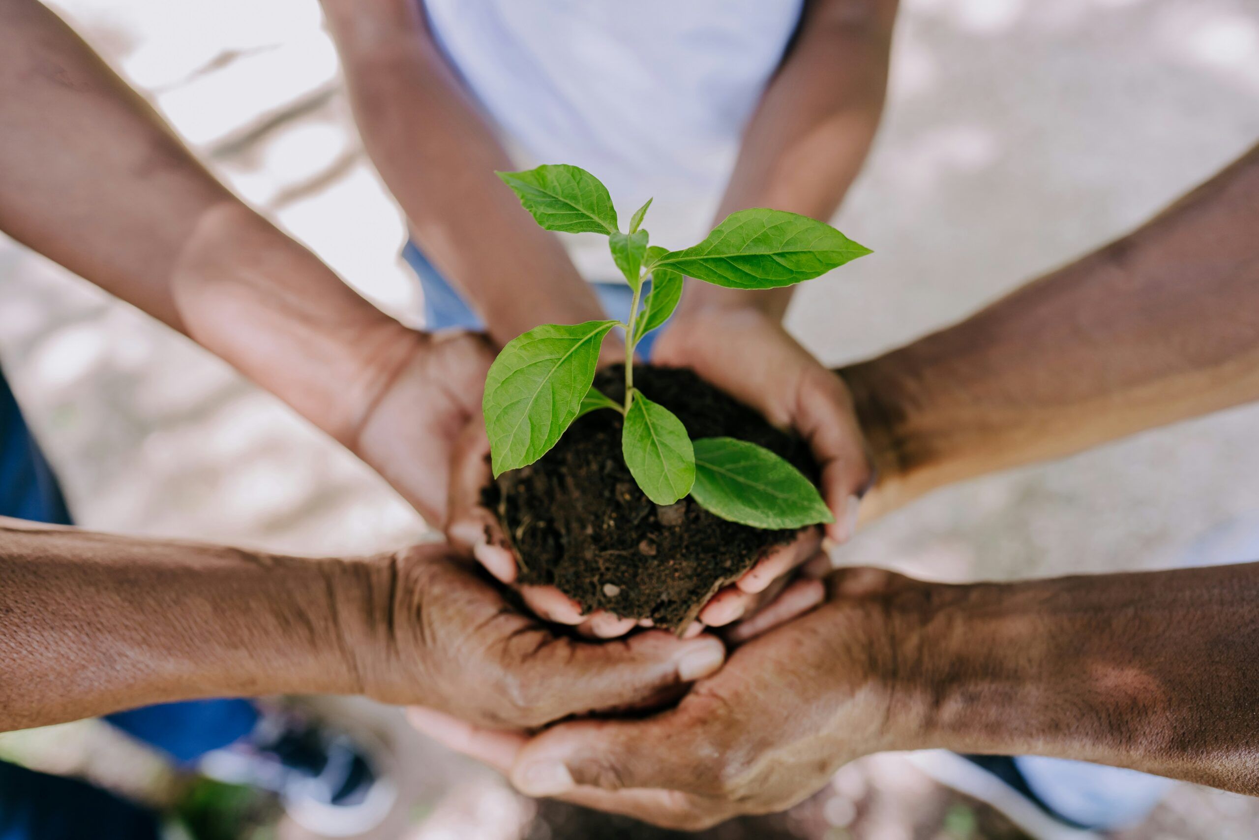 Multiple hands holding a plant in soil.